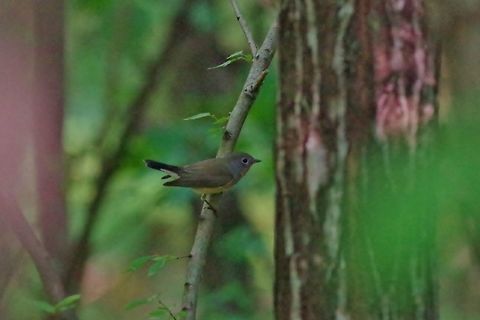 Red-breasted flycatcher (Ficedula parva) Lastiver Canyon, Armenia. Sep 13, 2017. Armenia,Ficedula parva,Geotagged,Red-breasted flycatcher,Summer