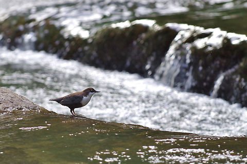 White-throated Dipper (Cinclus cinclus) Lastiver Canyon, Armenia. Sep 13, 2017. Armenia,Cinclus cinclus,Geotagged,Summer,White-throated Dipper