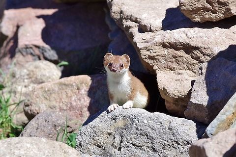 Friendly stoat (Mustela erminea) Gergeti glacier, Georgia. Sep 4, 2017. Georgia,Geotagged,Mustela erminea,Stoat,Summer
