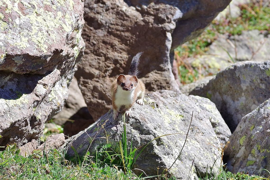 Stoat (Mustela erminea) Gergeti glacier, Georgia. Sep 4, 2017. Georgia,Geotagged,Mustela erminea,Stoat,Summer