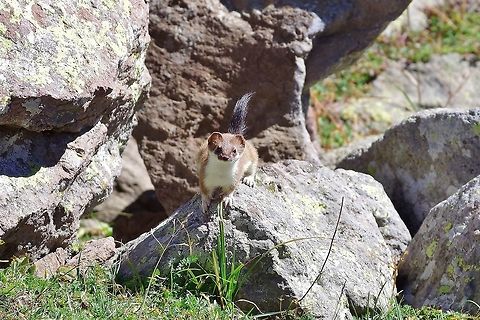 Stoat (Mustela erminea) Gergeti glacier, Georgia. Sep 4, 2017. Georgia,Geotagged,Mustela erminea,Stoat,Summer