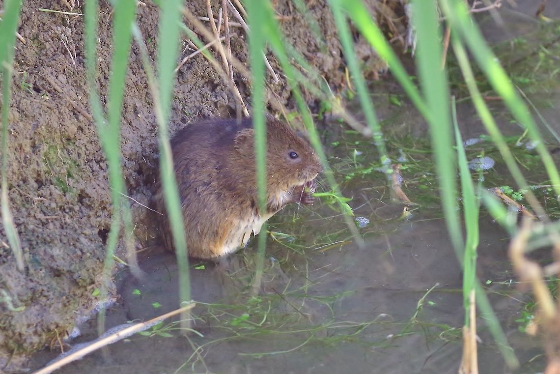 Altai vole (Microtus obscurus) Masis fish ponds, Armenia. Sep 9, 2017. Altai vole,Armenia,Geotagged,Microtus obscurus,Summer