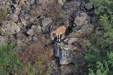 Bezoar ibex (Capra aegagrus aegagrus) Yeghegis valley, Armenia. Sep 11, 2017 Armenia,Bezoar ibex,Capra aegagrus aegagrus,Geotagged,Summer