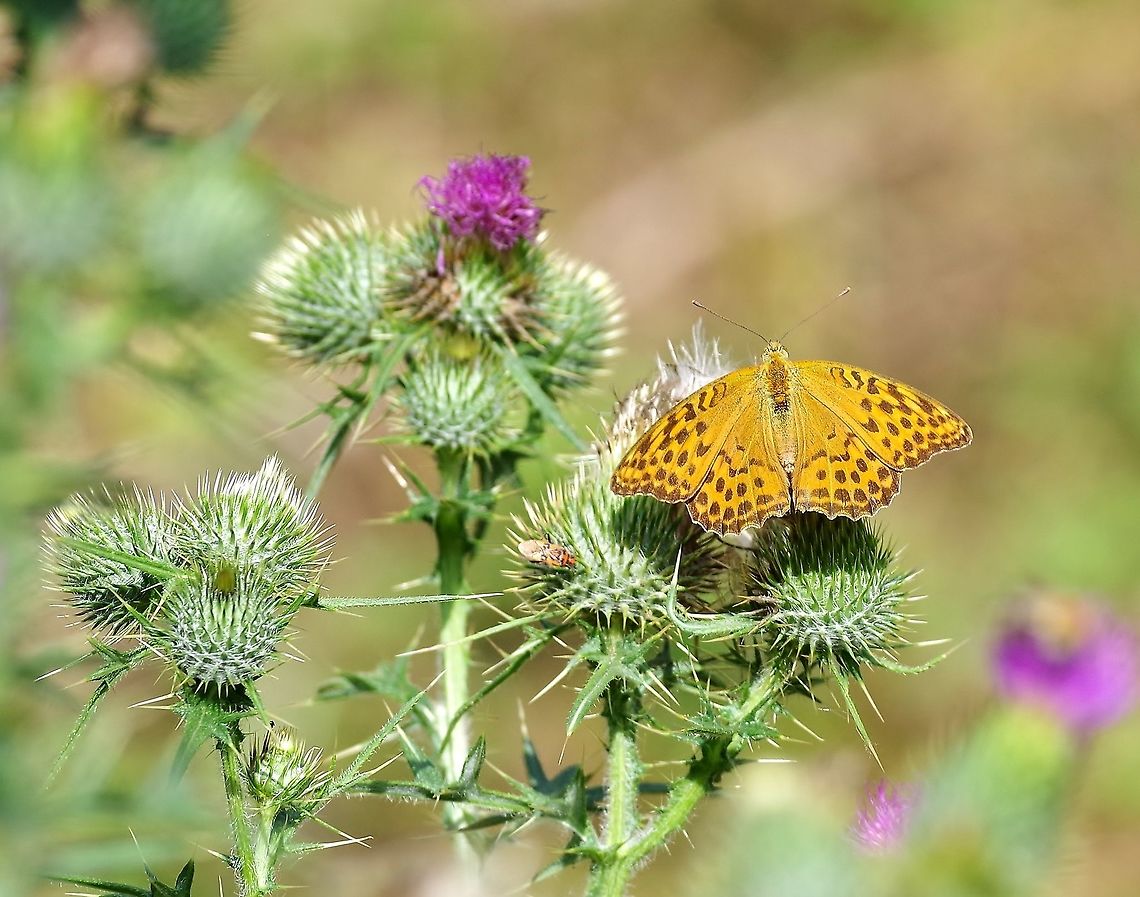 Silver-washed Fritillary (Argynnis paphia) Mestia, Georgia. Aug 25, 2017 Argynnis paphia,Georgia,Geotagged,Silver-washed Fritillary,Summer