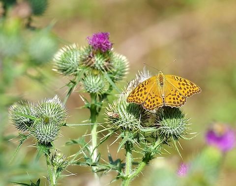 Silver-washed Fritillary (Argynnis paphia) Mestia, Georgia. Aug 25, 2017 Argynnis paphia,Georgia,Geotagged,Silver-washed Fritillary,Summer
