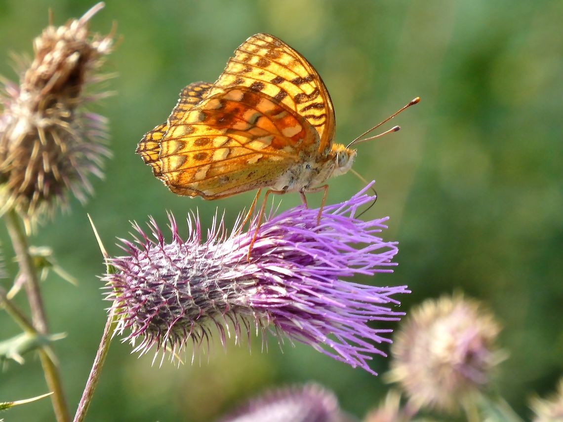 Dark Green Fritillary (Argynnis aglaja) Mestia, Georgia. Aug 25, 2017. Argynnis aglaja,Dark Green Fritillary,Georgia,Geotagged,Summer