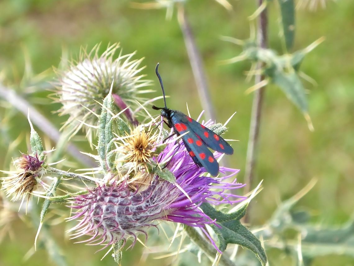 Zygaena dorycnii (Zygaenidae) Mestia, Georgia. Aug 25, 2017. Georgia,Geotagged,Summer,Zygaena dorycnii