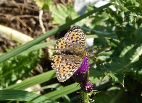 Small pearl-bordered fritillary (Boloria selene) Inguri river valley, Ushguli, Georgia. Aug 27, 2017. Boloria selene,Georgia,Geotagged,Small pearl-bordered fritillary,Summer