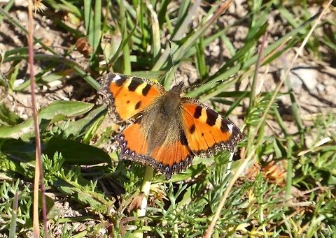 Small Tortoiseshell (Aglais urticae) Mt Kazbek, Georgia. Sep 4, 2017. Aglais urticae,Georgia,Geotagged,Small Tortoiseshell,Summer