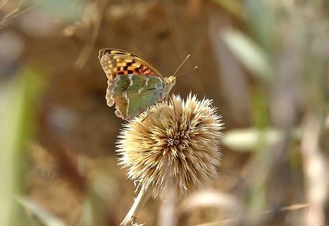 Cardinal (Argynnis pandora) Davit Gareji Monastery, Georgia. Sep 6, 2017. Argynnis pandora,Cardinal,Georgia,Geotagged,Summer