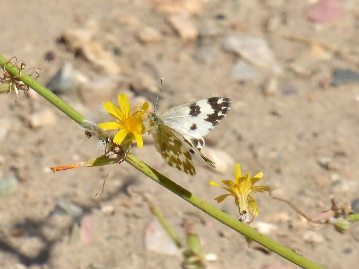 Bath White (Pontia daplidice) Vedi Gorge, Armenia. Sep 10, 2017. Armenia,Bath White,Geotagged,Pontia daplidice,Summer
