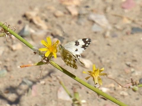 Bath White (Pontia daplidice) Vedi Gorge, Armenia. Sep 10, 2017. Armenia,Bath White,Geotagged,Pontia daplidice,Summer