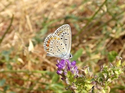 Common Blue (Polyommatus icarus) Haghpat, Armenia. Sep 7, 2017. Armenia,Common Blue,Geotagged,Polyommatus icarus,Summer
