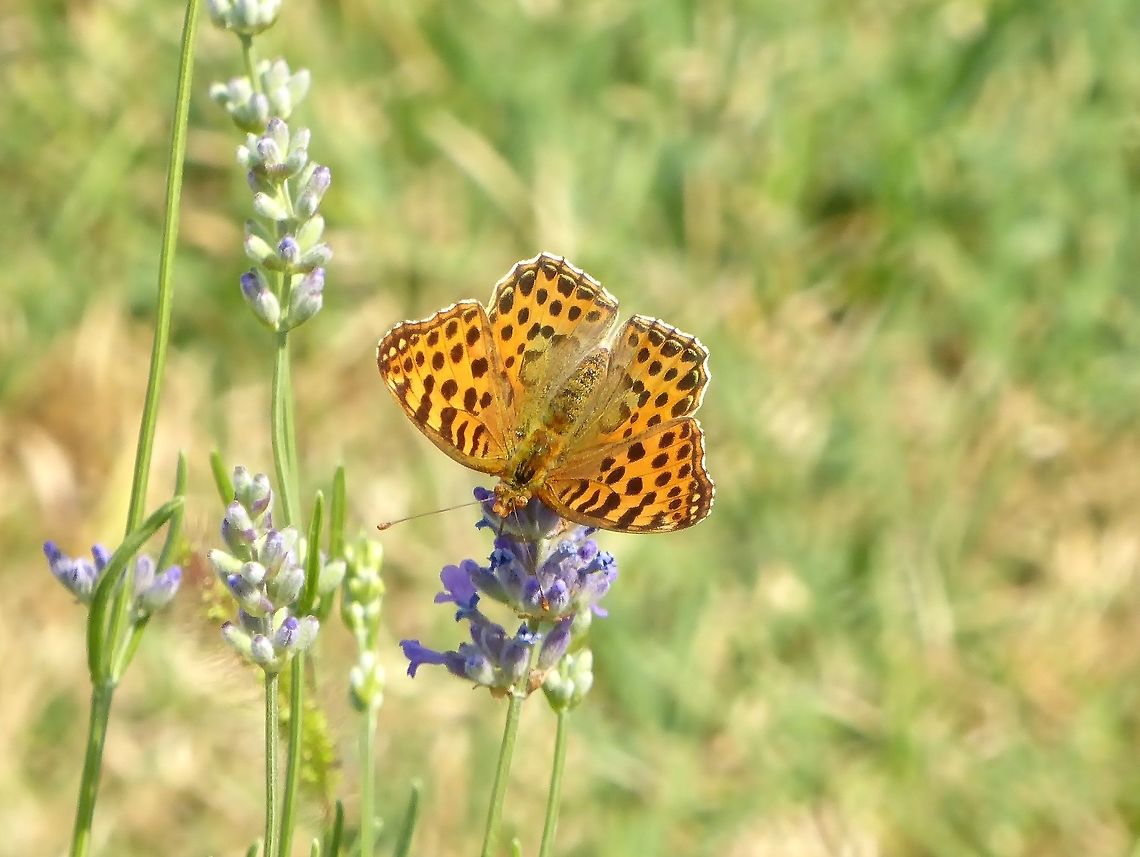 Queen of Spain Fritillary (Issoria lathonia) Tbilisi Trinity Cathedral, Georgia. Sep 16, 2017. Georgia,Geotagged,Issoria lathonia,Queen of Spain Fritillary,Summer