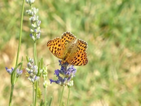 Queen of Spain Fritillary (Issoria lathonia) Tbilisi Trinity Cathedral, Georgia. Sep 16, 2017. Georgia,Geotagged,Issoria lathonia,Queen of Spain Fritillary,Summer