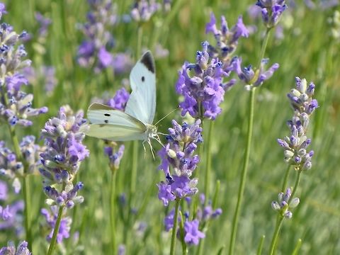 Large white (Pieris brassicae) Tbilisi Trinity Cathedral, Georgia. Sep 16, 2017. Georgia,Geotagged,Large white,Pieris brassicae,Summer