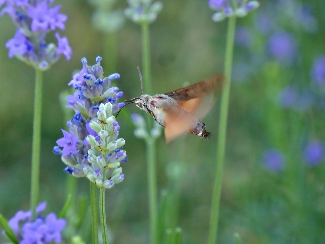 Hummingbird hawk-moth (Macroglossum stellatarum) Tbilisi Trinity Cathedral, Georgia. Sep 16, 2017. Georgia,Geotagged,Hummingbird hawk-moth,Macroglossum stellatarum,Summer