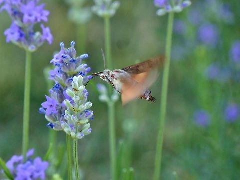 Hummingbird hawk-moth (Macroglossum stellatarum) Tbilisi Trinity Cathedral, Georgia. Sep 16, 2017. Georgia,Geotagged,Hummingbird hawk-moth,Macroglossum stellatarum,Summer
