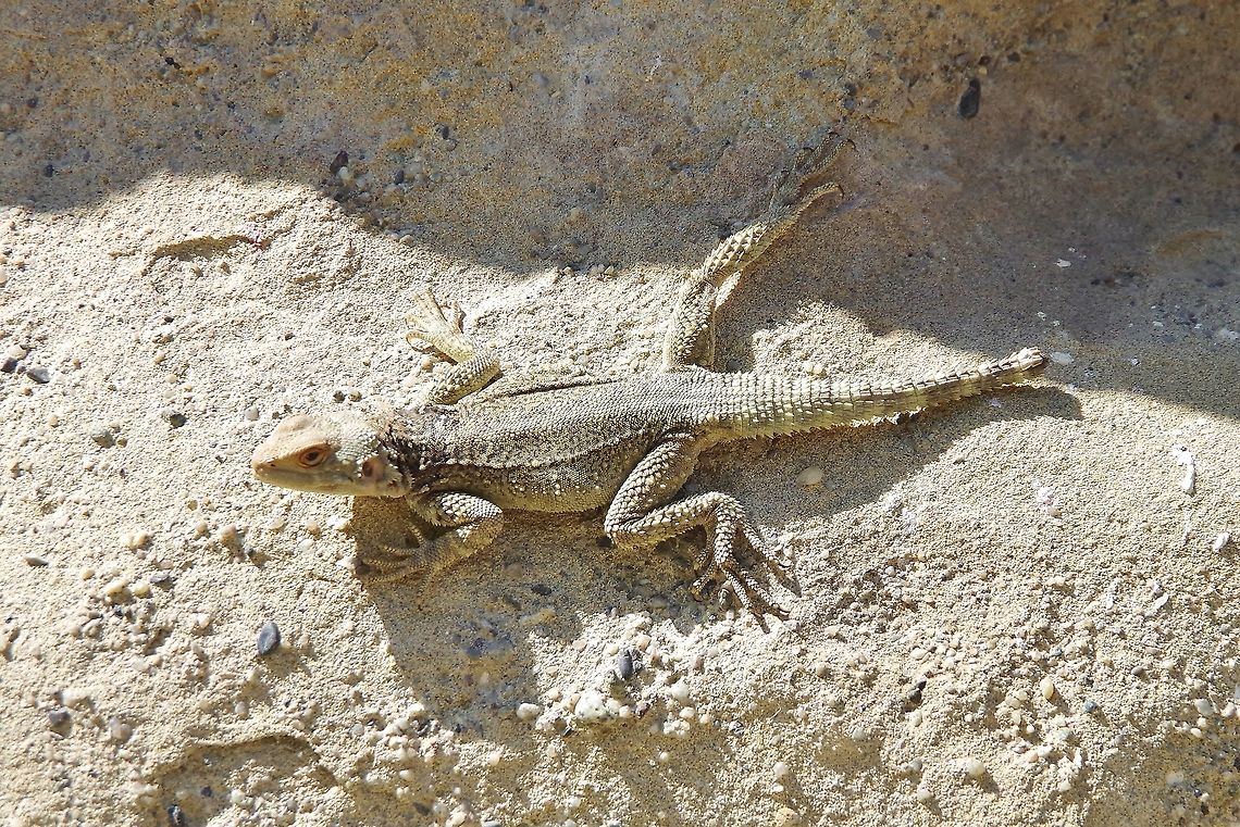 Caucasian Agama (Paralaudakia caucasia) Uplistsikhe, Georgia. Aug 31, 2017. Caucasian Agama,Georgia,Geotagged,Paralaudakia caucasia,Summer