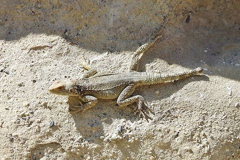 Caucasian Agama (Paralaudakia caucasia) Uplistsikhe, Georgia. Aug 31, 2017. Caucasian Agama,Georgia,Geotagged,Paralaudakia caucasia,Summer