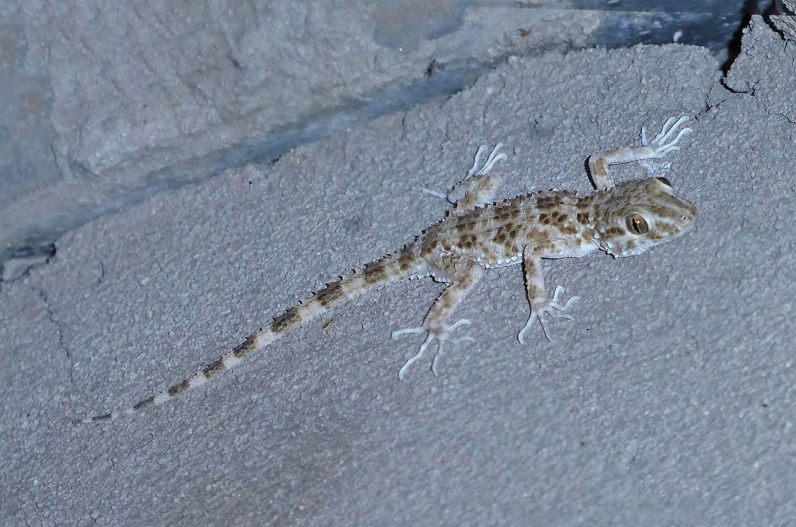 Caspian Grasping Gecko (Cyrtopodion caspium) Vake, Tbilisi, Georgia. Sep 2, 2017 Caspian Grasping Gecko,Cyrtopodion caspium,Georgia,Geotagged,Summer