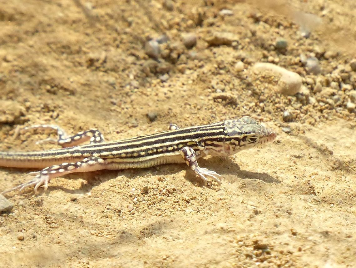 Juvenile rapid racerunner (Eremias velox) Davit Gareji Monastery, Georgia. Sep 6, 2017. Eremias velox,Georgia,Geotagged,Rapid Racerunner,Summer