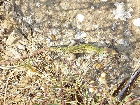 Striated Lizard (Lacerta strigata) Davit Gareji Monastery, Georgia. Sep 6, 2017. Georgia,Geotagged,Lacerta strigata,Striated Lizard,Summer