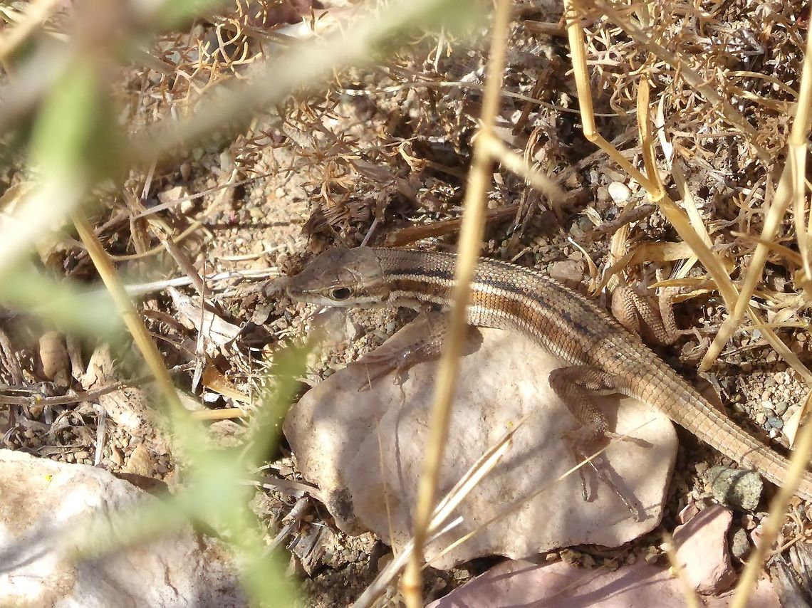 Snake-eyed Lizard (Ophisops elegans) Vedi, Armenia. Sep 10, 2017 Armenia,Geotagged,Ophisops elegans,Snake-eyed Lizard,Summer