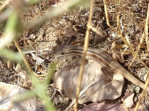 Snake-eyed Lizard (Ophisops elegans) Vedi, Armenia. Sep 10, 2017 Armenia,Geotagged,Ophisops elegans,Snake-eyed Lizard,Summer