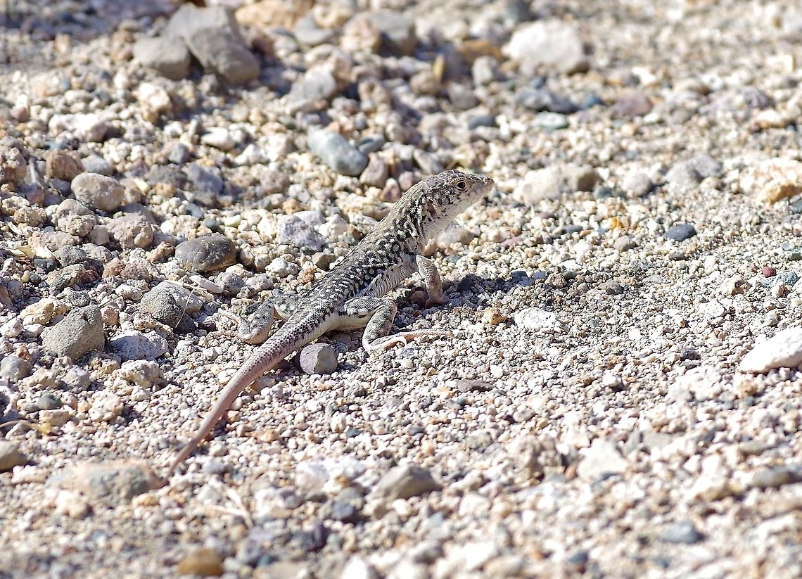 Strauch's Racerunner (Eremias strauchi) Vedi, Armenia. Sep 10, 2017 Armenia,Eremias strauchi,Geotagged,Strauch's Racerunner,Summer