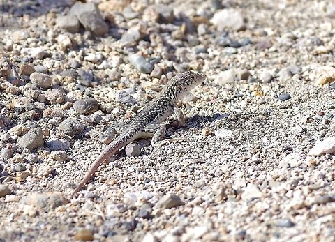 Strauch's Racerunner (Eremias strauchi) Vedi, Armenia. Sep 10, 2017 Armenia,Eremias strauchi,Geotagged,Strauch's Racerunner,Summer
