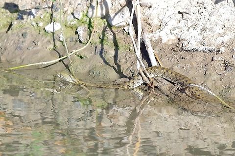 Dice snake (Natrix tessellata) Armash fish ponds, Armenia. Sep 10, 2017 Armenia,Dice snake,Geotagged,Natrix tessellata,Summer