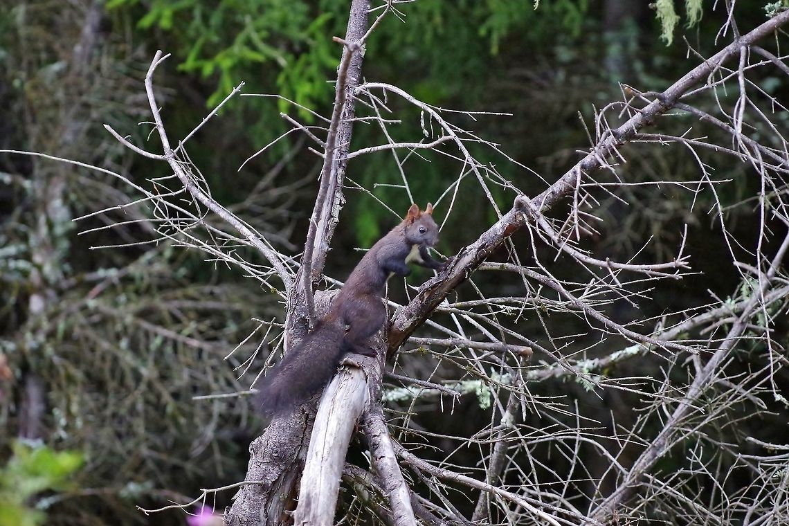 Caucasian squirrel (Sciurus anomalus) Mestia, Georgia. Aug 26, 2017. Caucasian squirrel,Georgia,Geotagged,Sciurus anomalus,Summer