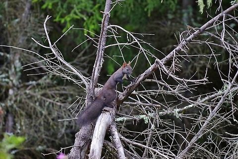 Caucasian squirrel (Sciurus anomalus) Mestia, Georgia. Aug 26, 2017. Caucasian squirrel,Georgia,Geotagged,Sciurus anomalus,Summer