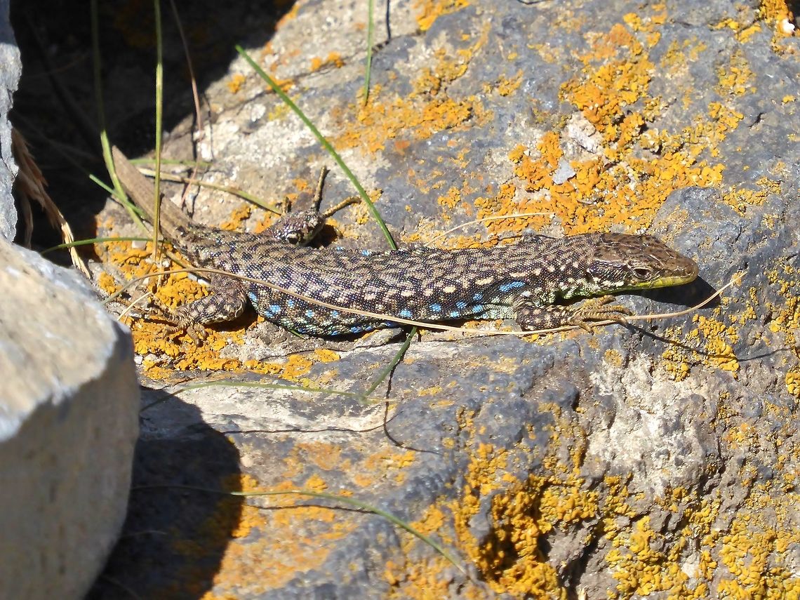 Radde's Lizard (Darevskia raddei) Hayravank, Armenia. Sep 12, 2017 Armenia,Darevskia raddei,Geotagged,Radde's Lizard,Summer