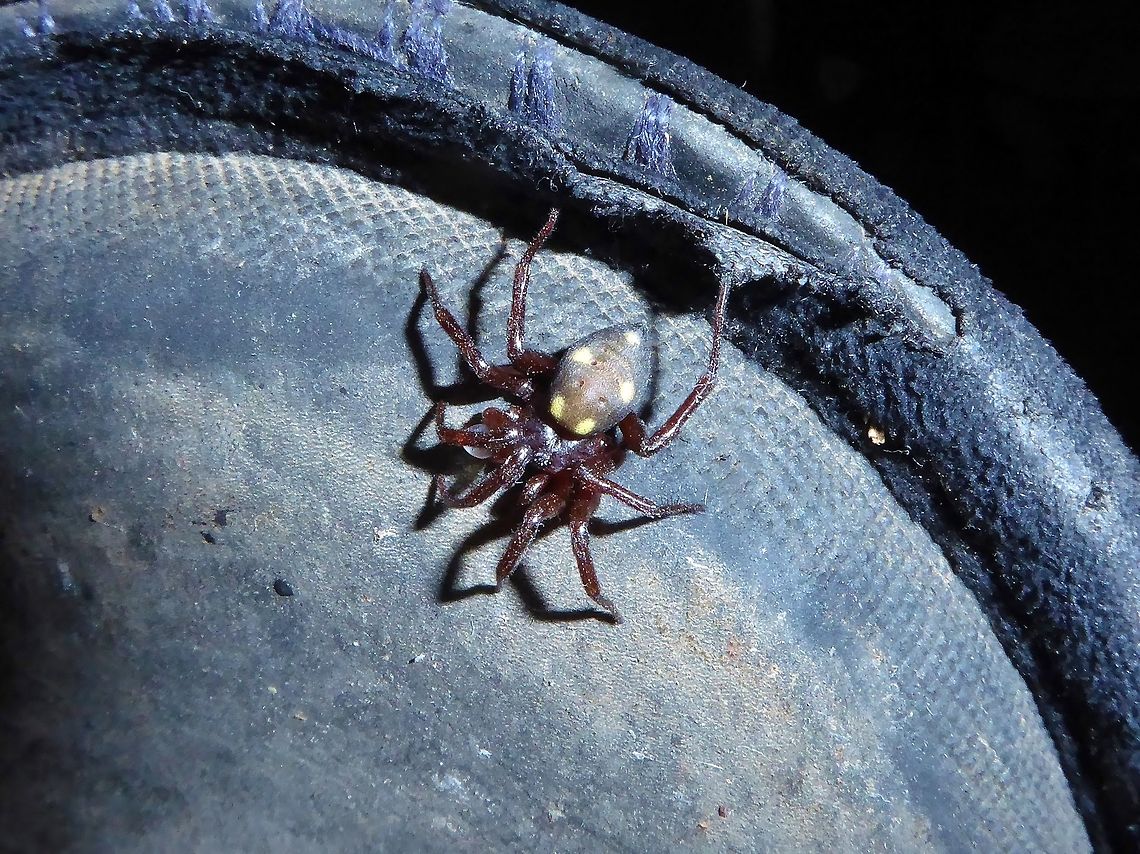 Uroctea durandi (Oecobiidae) Puechabon, France. Oct 16, 2017 Fall,France,Geotagged,Uroctea durandi
