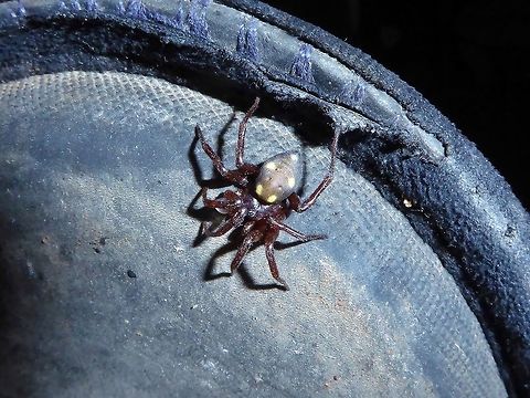 Uroctea durandi (Oecobiidae) Puechabon, France. Oct 16, 2017 Fall,France,Geotagged,Uroctea durandi