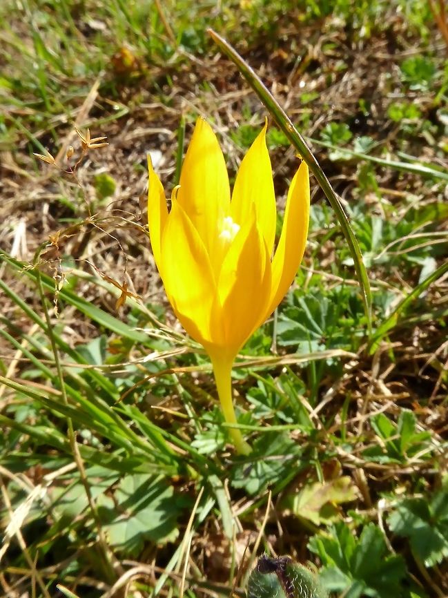 Crocus scharojanii (Iridaceae) Ushguli, Georgia. Aug 26, 2017 Crocus scharojanii,Georgia,Geotagged,Summer