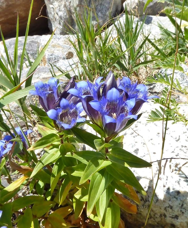 Gentiana septemfida (Gentianaceae) Ushguli, Georgia. Aug 27, 2017. Gentiana septemfida,Georgia,Geotagged,Summer