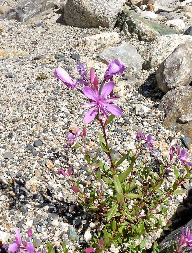 Chamerion dodonaei (Onagraceae) Ushguli, Georgia. Aug 27, 2017. Chamerion dodonaei,Georgia,Geotagged,Summer