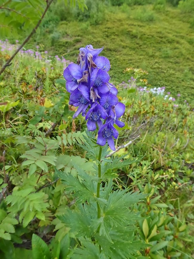 Aconitum nasutum (Ranunculaceae) Ushguli, Georgia. Aug 27, 2017. Aconitum nasutum,Georgia,Geotagged,Summer