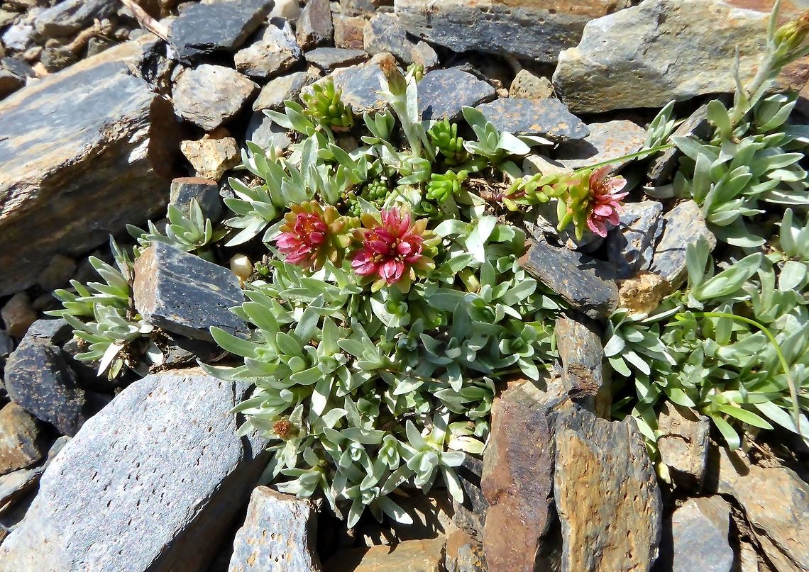 Sedum tenellum (Crassulaceae) Latpari Pass, Georgia. Aug 27, 2017. Georgia,Geotagged,Sedum tenellum,Summer