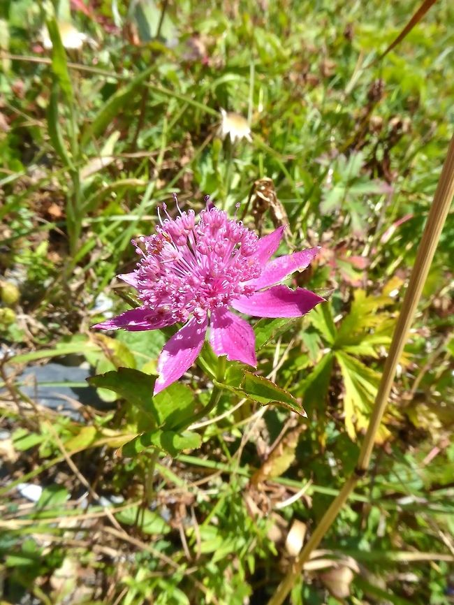 Great Masterwort (Astrantia maxima) Latpari Pass, Georgia. Aug 27, 2017. Astrantia maxima,Georgia,Geotagged,Summer