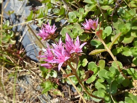 Sedum spurium (Crassulaceae) Latpari Pass, Georgia. Aug 28, 2017. Georgia,Geotagged,Rockcress,Sedum spurium,Summer