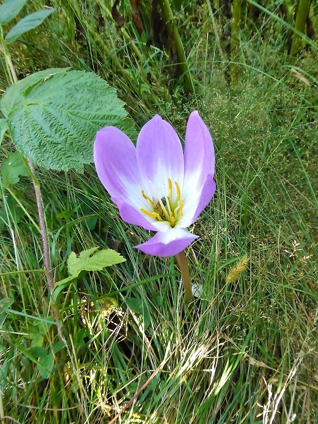 Colchicum speciosum (Colchicaceae) Mami, Georgia. Aug 28, 2017 Colchicum speciosum,Georgia,Geotagged,Summer