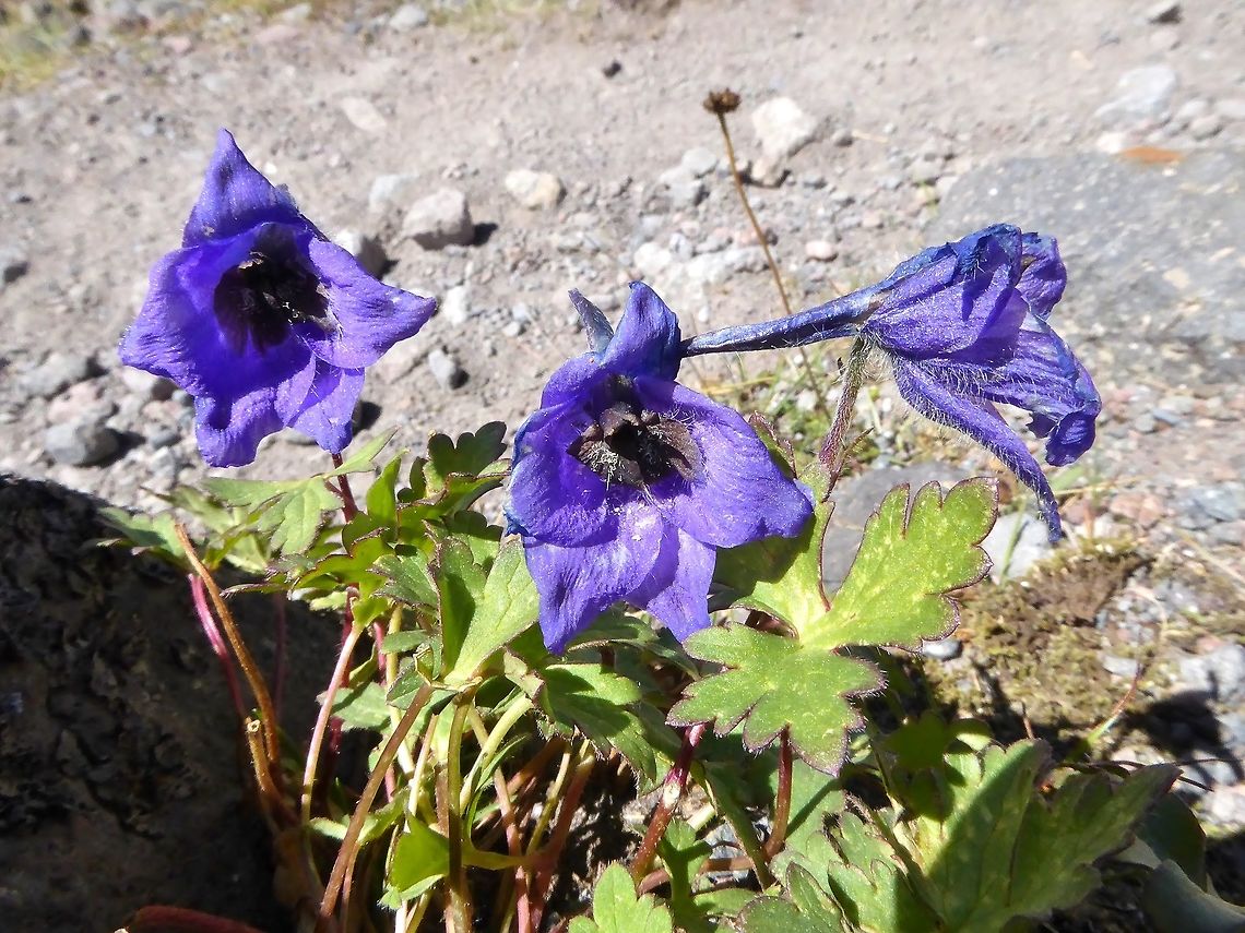 Delphinium caucasicum (Ranunculaceae) Mount Kazbek, Georgia. Sep 4, 2017. Delphinium caucasicum,Georgia,Geotagged,Summer