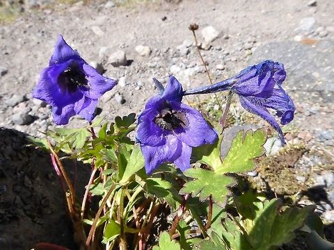 Delphinium caucasicum (Ranunculaceae) Mount Kazbek, Georgia. Sep 4, 2017. Delphinium caucasicum,Georgia,Geotagged,Summer