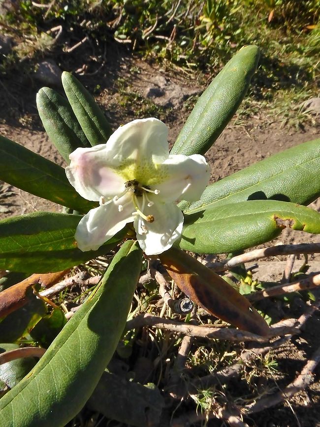 Rhododendron caucasicum (Ericaceae) Sep 4, 2017. Georgia,Geotagged,Rhododendron caucasicum,Summer