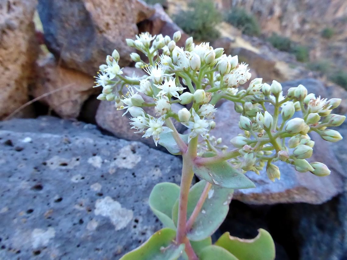 Sedum caucasicum (Crassulaceae) Kasagh Gorge, Armenia. Sep 8, 2017. Armenia,Geotagged,Sedum caucasicum,Summer