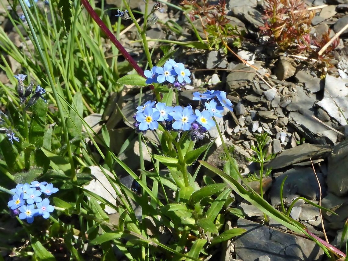 Alpine Forget-me-not (Myosotis asiatica) Latpari Pass, Georgia. Aug 28, 2017. Alpine Forget Me Not,Georgia,Geotagged,Myosotis asiatica,Summer